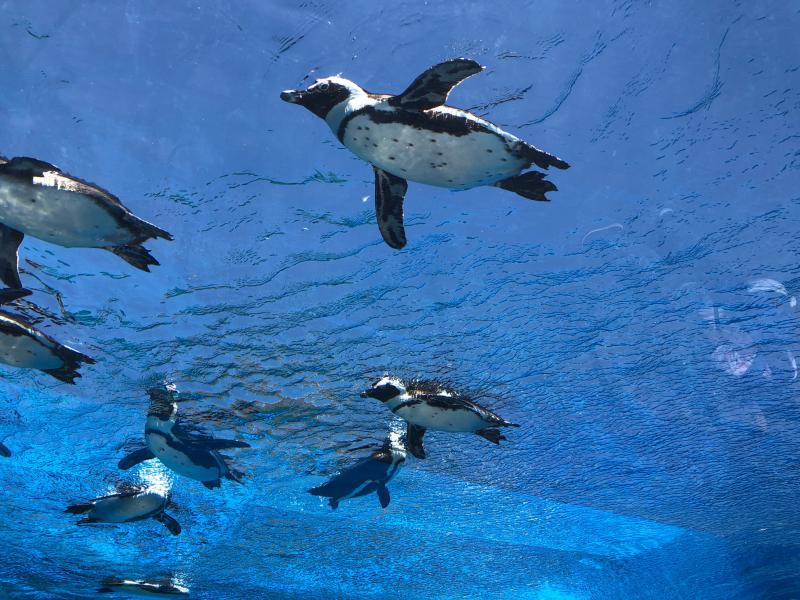 注意：新型コロナウィルスの感染対策にて休会します