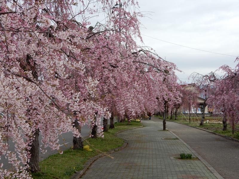しだれ桜見頃