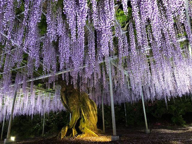 第537回　DVDセミナー　栞　第17条